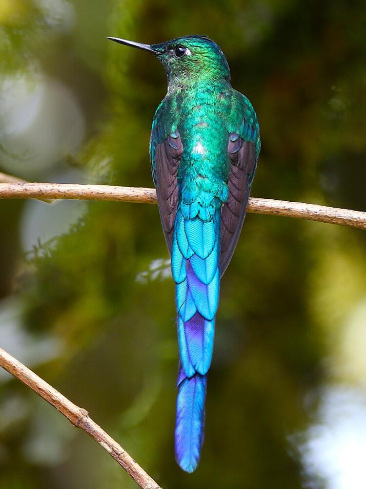 A Long-tailed Sylph seen on a birdwatching tour in Ecuador.