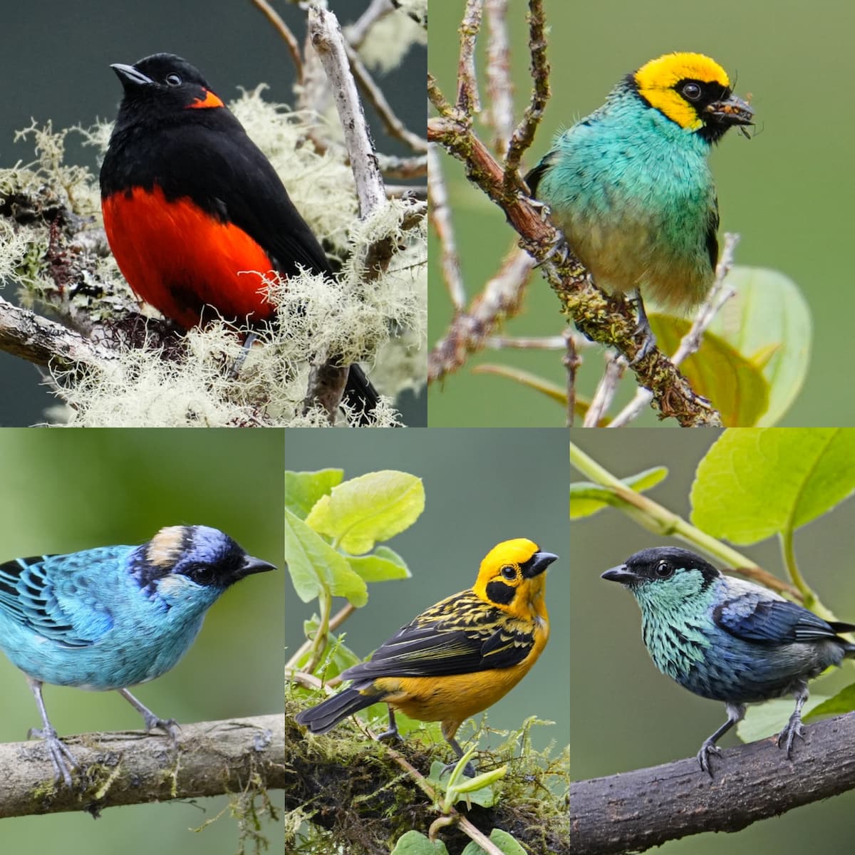 Tanagers of Ecuador's eastern slope