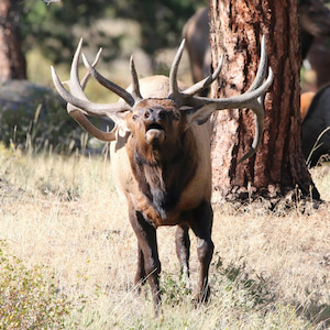 A private tour group in Denver with Birding Man tour company.