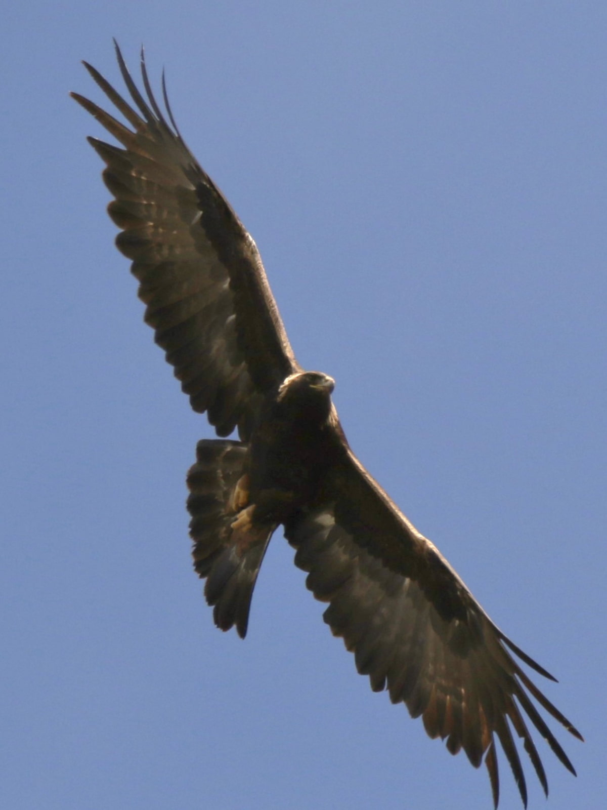 A Golden Eagle photographed in Colorado