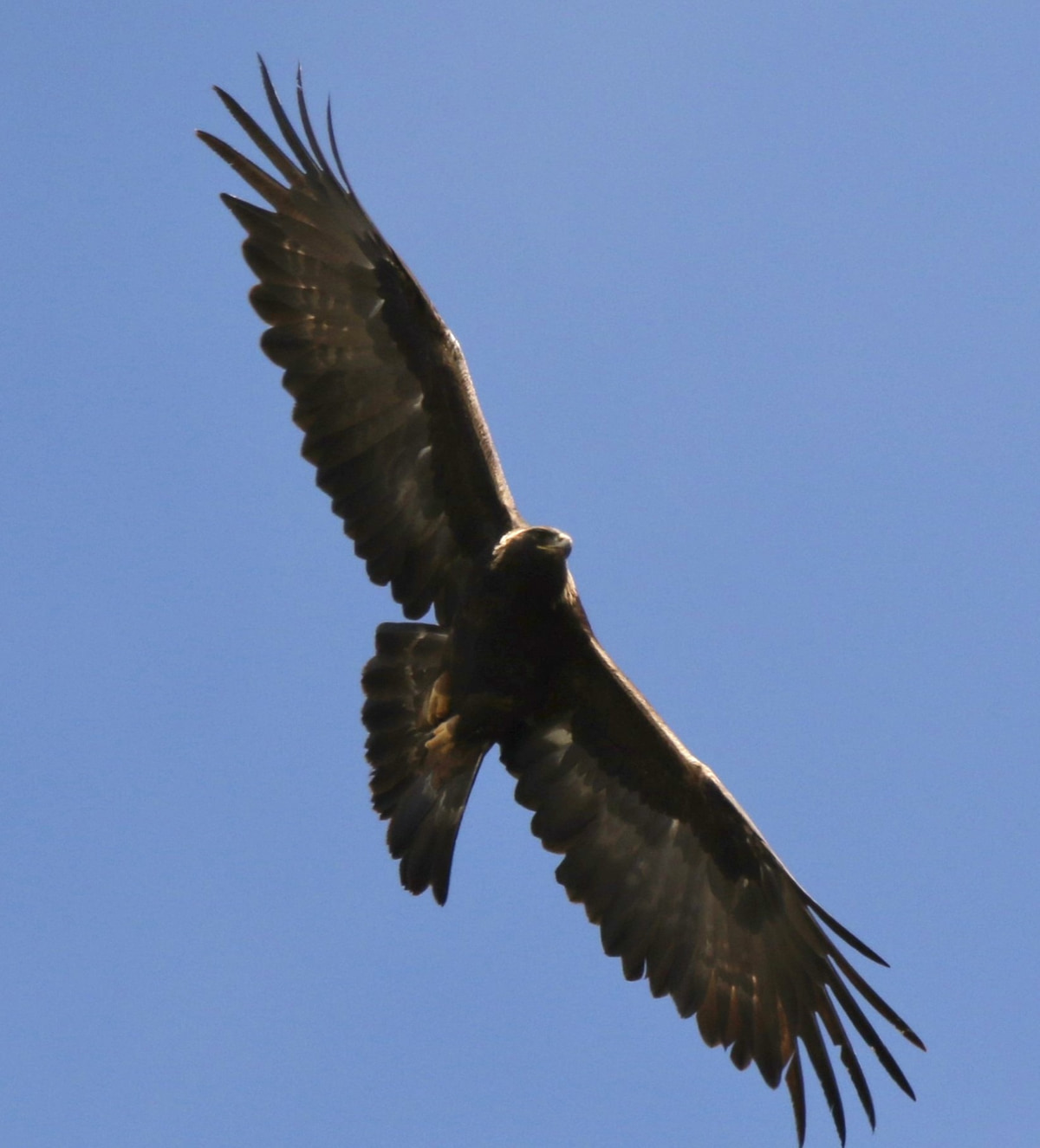 Golden Eagle soaring over the foothills of the Rocky Mountains near Denver, Colorado