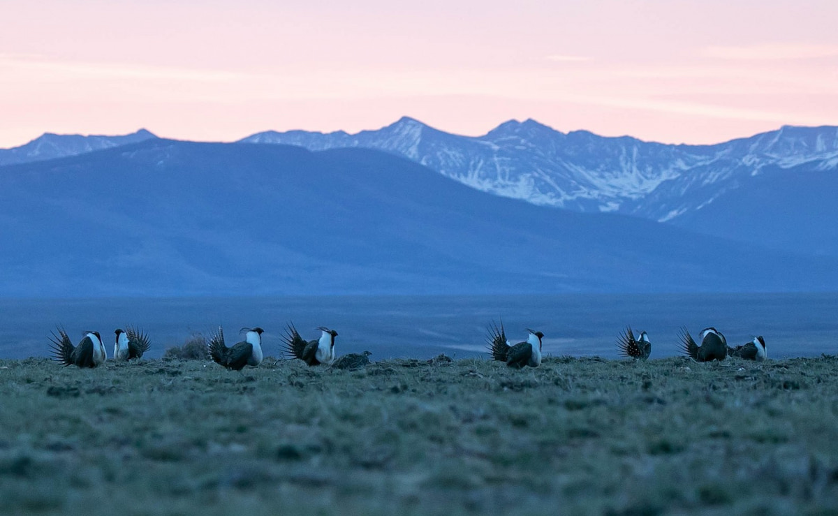 Colorado Grouse Expedition 2026