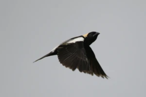 Bobolink displaying in Boulder, Colorado