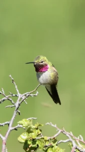 Broad-tailed Hummingbird seen on a Birding Man Wildlife Tour in Colorado