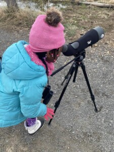 Little girl looks at a bird through a spotting scope on a Birding Man Wildlife Tour