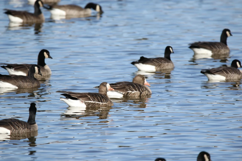Greater white-fronted geese at a reservoir in Denver, Colorado