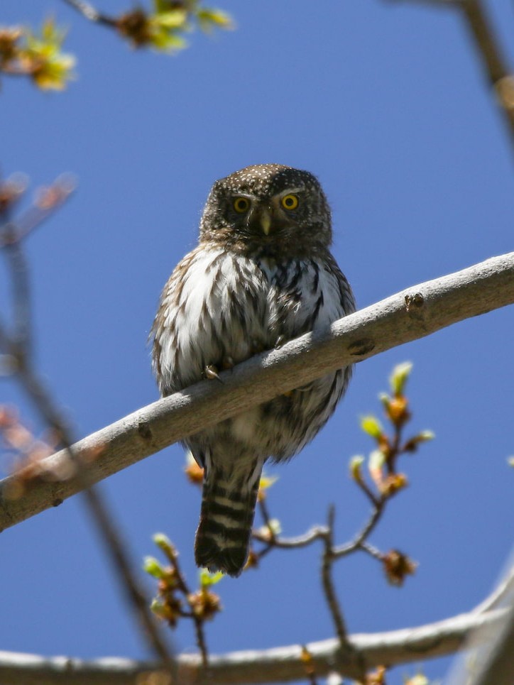 Northern Pygmy-Owl in Colorado