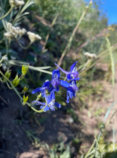 Nuttal's Larkspur in Black Canyon of the Gunnison National Park, Colorado