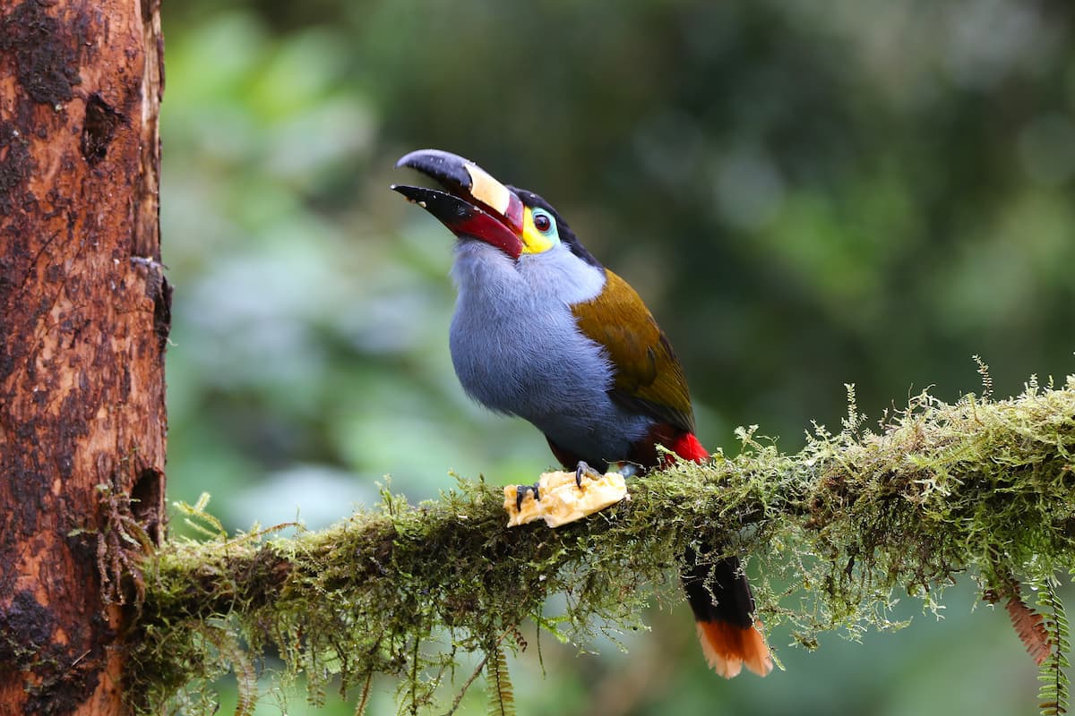 Plate-billed Mountain Toucan in Ecuador