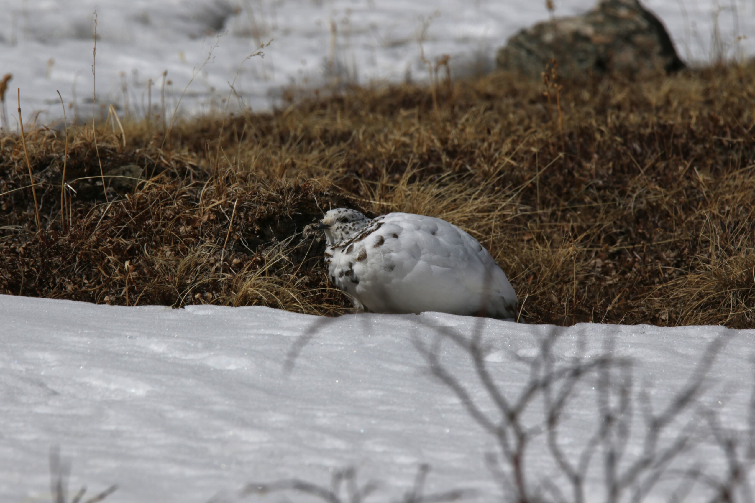 A White-tailed Ptarmigan resting near Loveland Pass, Colorado