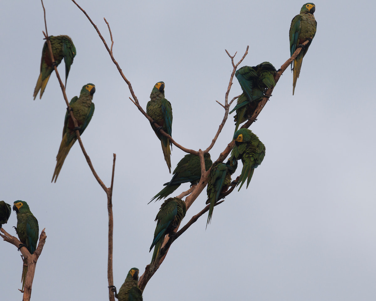 Red-bellied Macaws in the Ecuadorian Amazon