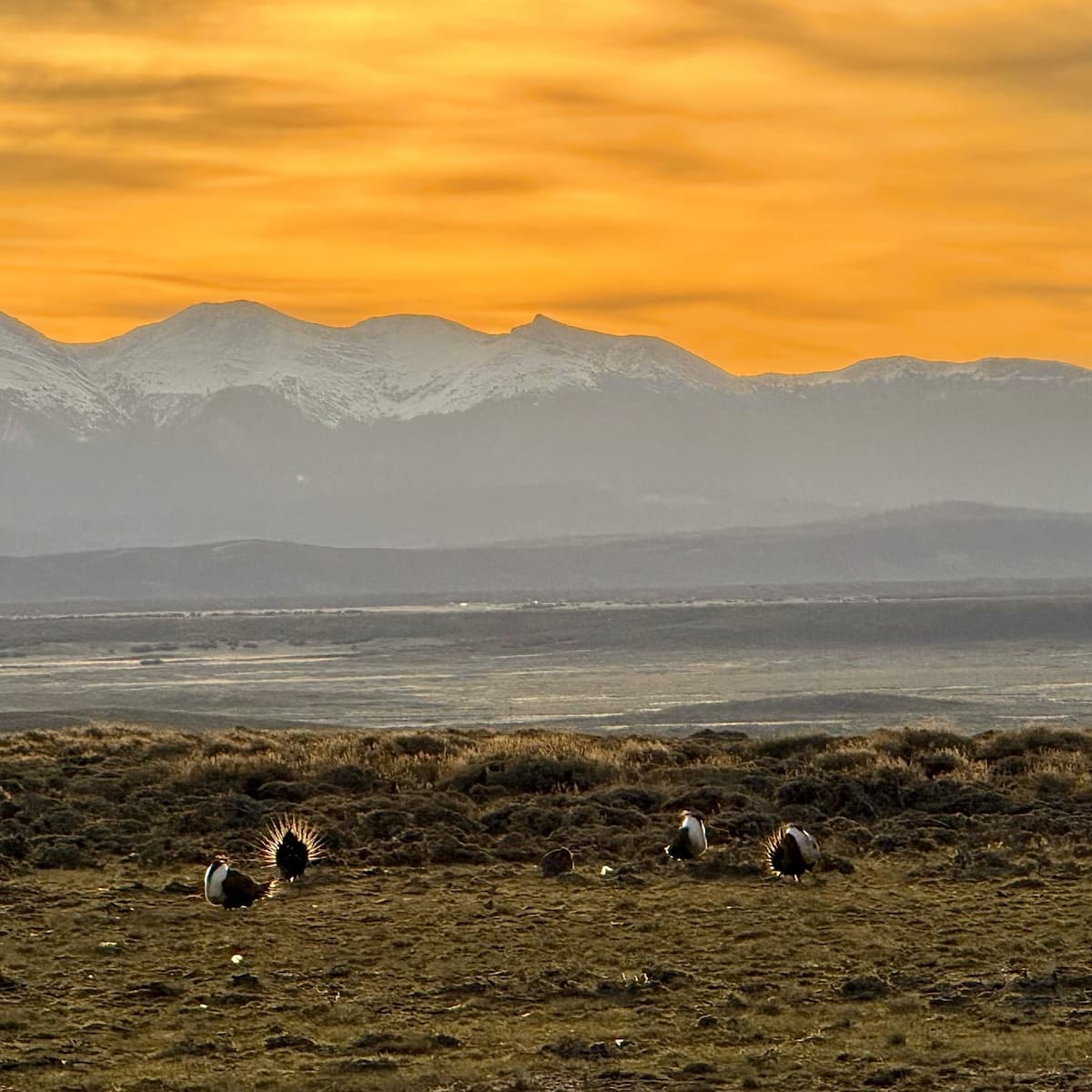 Greater Sage-Grouse displaying at sunrise in Colorado