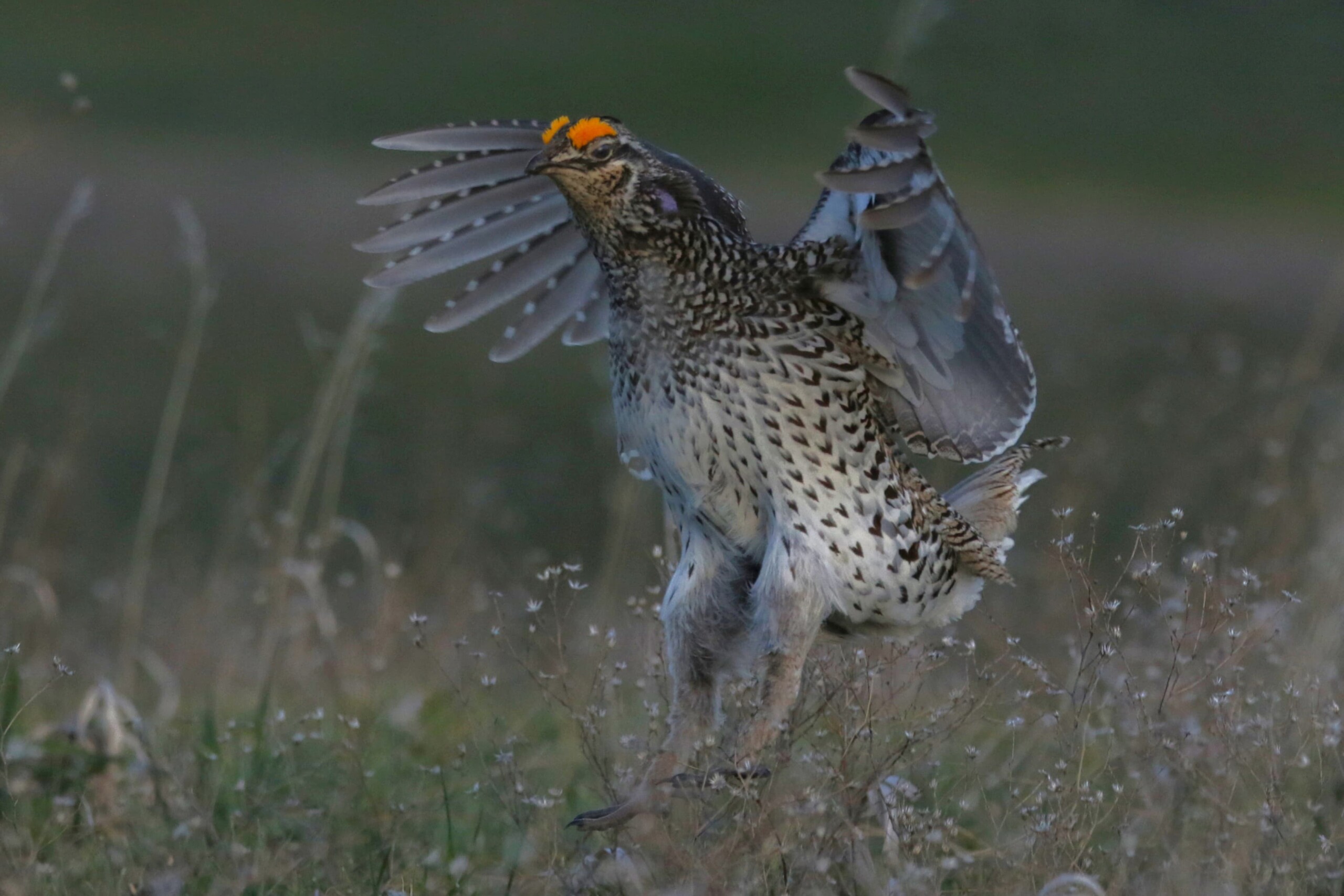 A Sharp-tailed Grouse comes in for a landing on its lek in Colorado