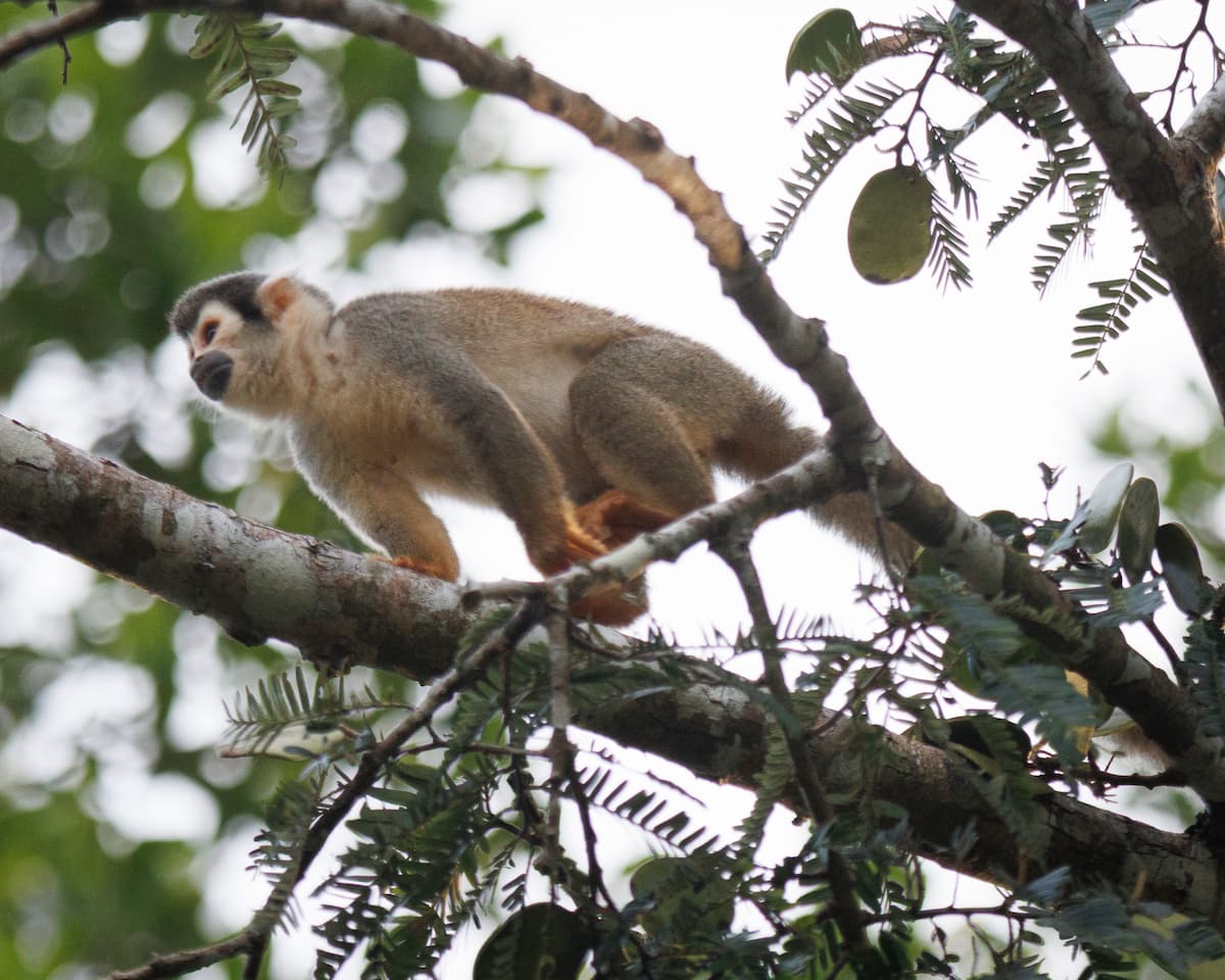 A squirrel monkey climbs in the canopy near Yachana Lodge, Ecuador