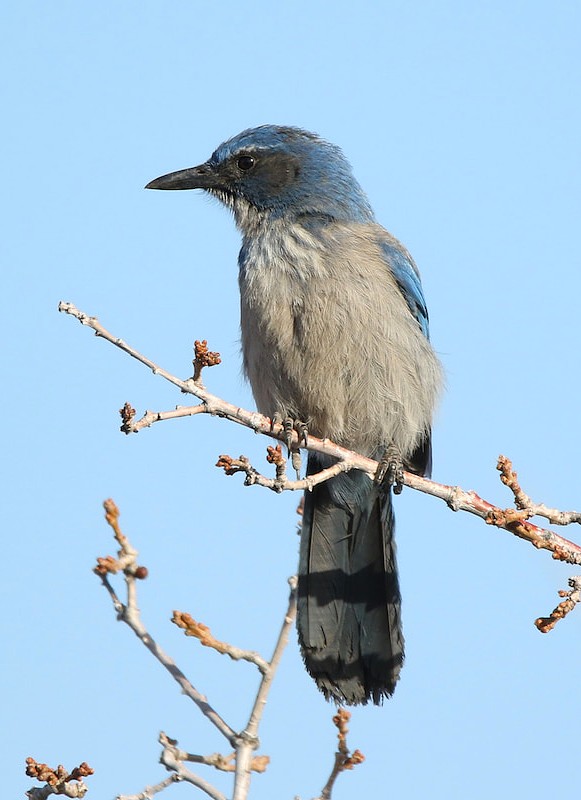 A Woodhouse's Scrub Jay perching on a branch at Red Rocks Park, Colorado